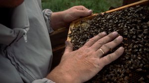 трейлер «Танец пчелы»