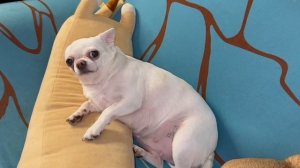 Доброго всем вечера и самых чудных снов.