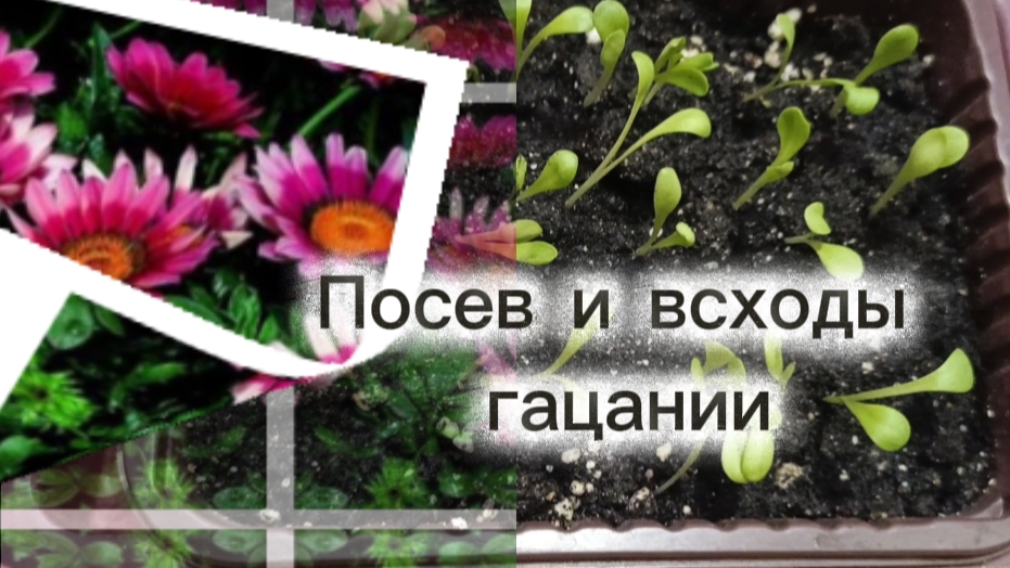 Посев и всходы гацании. Свои и магазинные семена