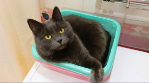 Прекрасная кошечка Дарси.