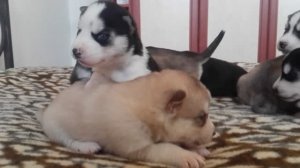 03. Хаски-Щенки. Возраст 19 дней