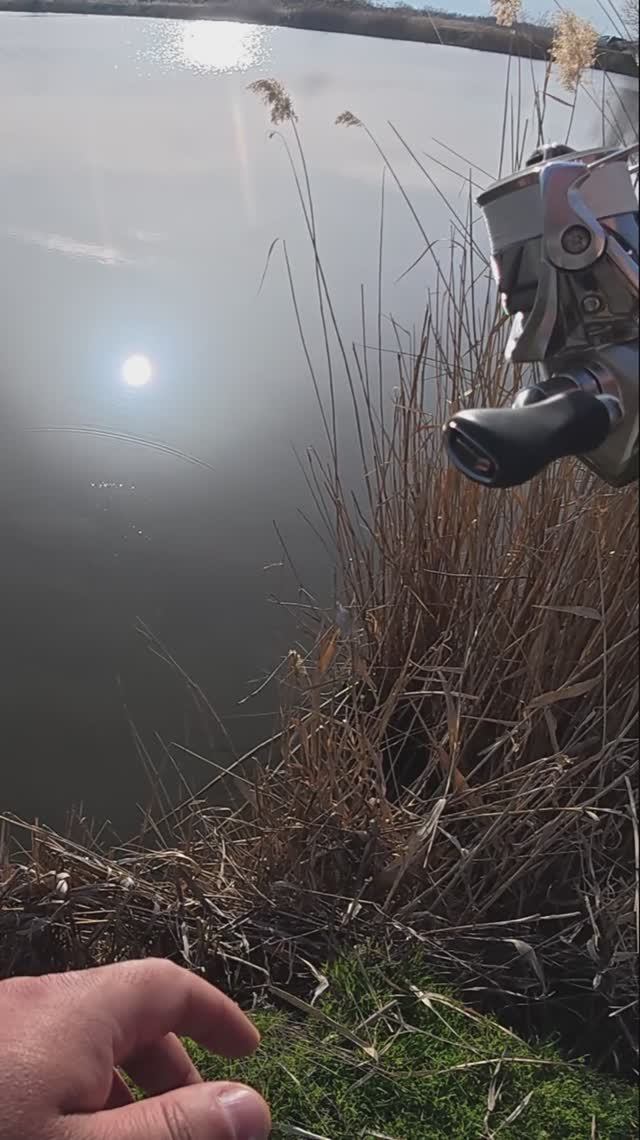 мормышинг это и про крупную рыбу! Карпы едят мормышки, мормышинг БЕЗ подсака  - это трудно #shorts