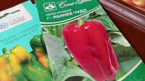 ПЕРЕЦ, ЧТО ПОСЕЮ.