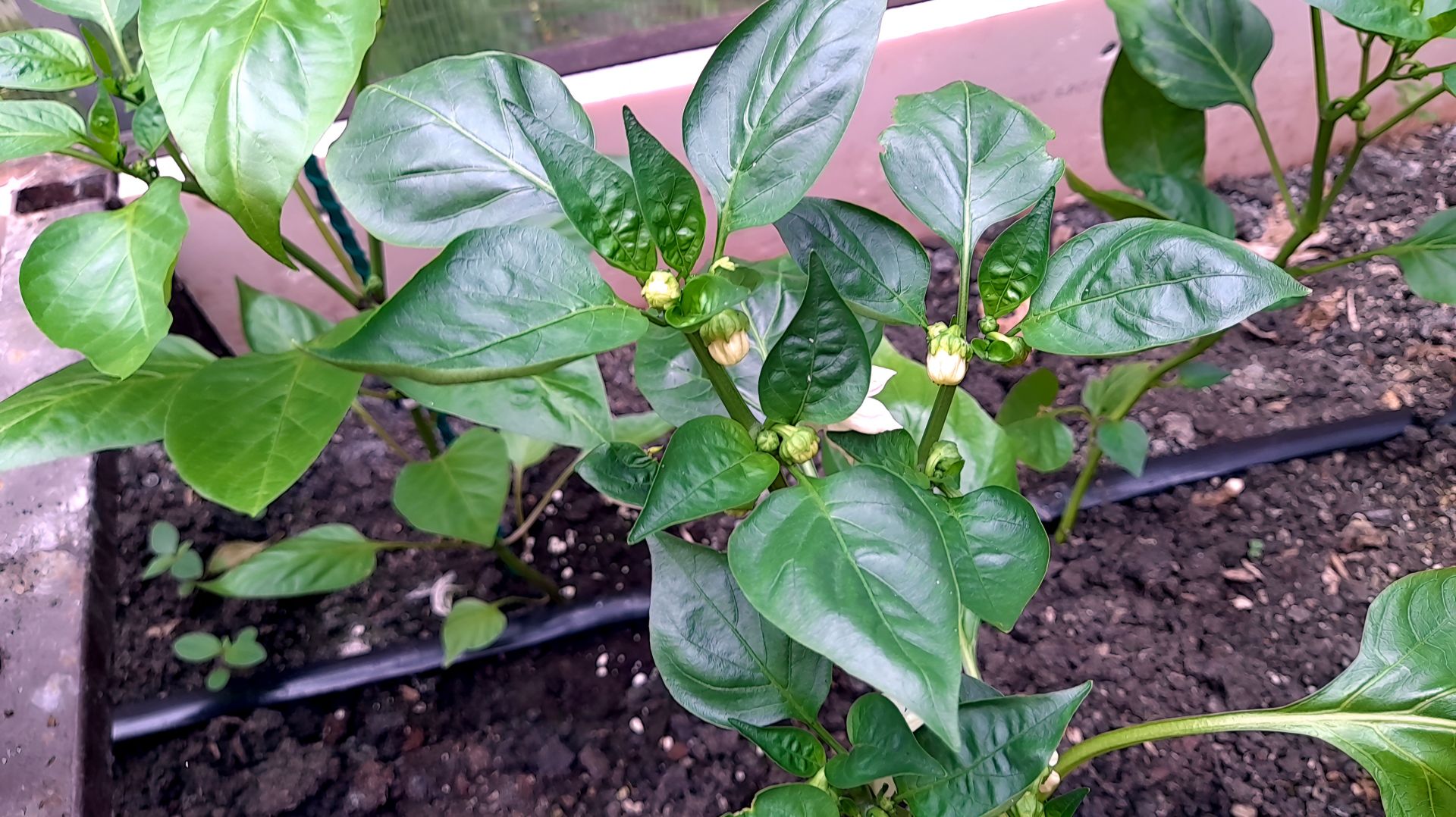 Лучшие ДНИ ПОСЕВА перца на рассаду в 2026 году. Рекомендации для всех регионов смотреть онлайн