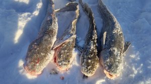 Проверяем перемет на Оби.Сургут.Ловля налима.