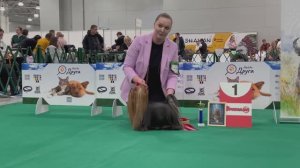 Specialty YT Club Show 22.02.2026 MALES