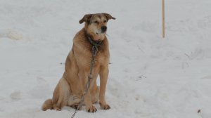 СОБАЧИЙ ВОПРОС