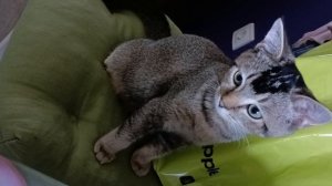 Снова на учёбу 📚 Диковинка для волос ✨