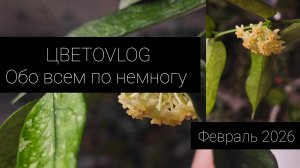 ЦветоВлог. обо всем по немногу. февраль 2026