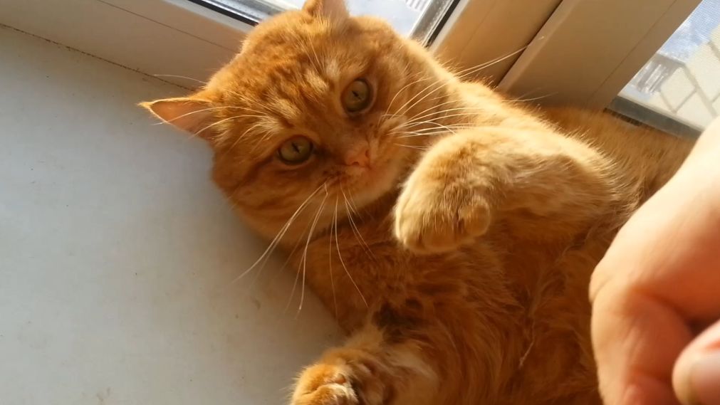 Возвращение блудного кота. Часть 3