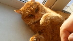 Возвращение блудного кота. Часть 3