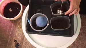 КАК Я ГОТОВЛЮ ЗЕМЛЮ ДЛЯ ПОСЕВА//ПЕРЕЦ ДЖИПСИ И РЫЖИЙ ЛИС//