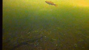 08.02.2026 Большой ратан в пруду