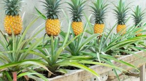 Я выращиваю собственные ананасы, не потратив ни копейки, используя ботву ананасов