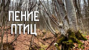 Пение птиц в период оттепели / Звуки природы в лесной чаще