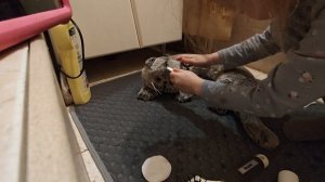 Утренние процедуры.mp4