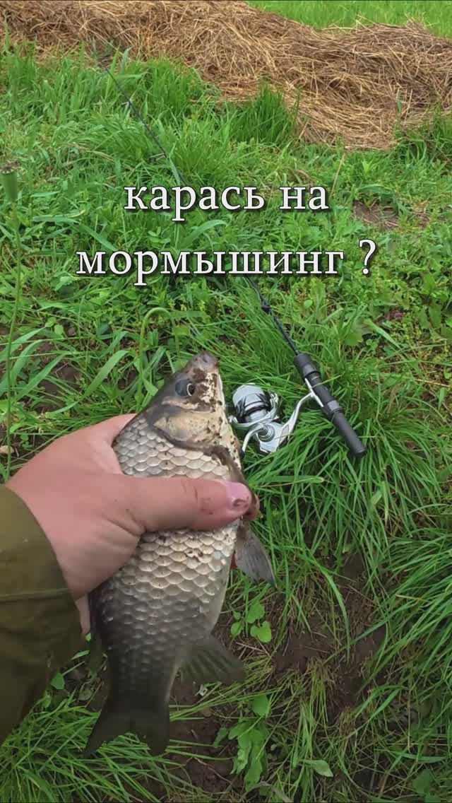 Карась на мормышинг ?.. да хоть КАРП..ЛЕГКО. как поймать карася? СМОТРИ #shorts #рыбалка #мормышинг