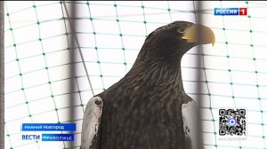 Нижегородцы спасли редкую птицу — белоплечего орлана