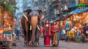 ДИКАЯ ИНДИЯ слоны бродят по улицам, нищета и шумные овощные рынки.