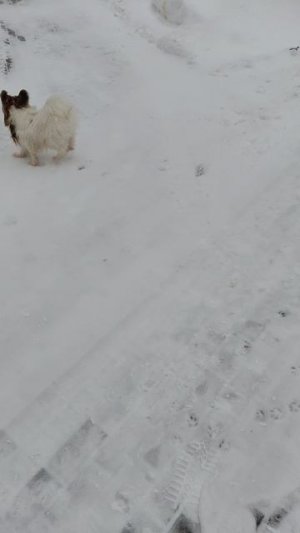 24-02-2026Платоша играет с собачкой Стефано