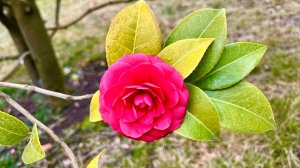 🌸В парке Галицкого в Японском саду распустились первые бутоны ярко-алой камелии