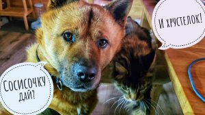 Пёс Кубик  - вольк на овечей шкуре! Курочку фазанку накормили и поехали за зерном