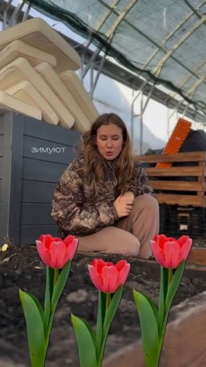 Теплица зимой: как готовлю к сезону