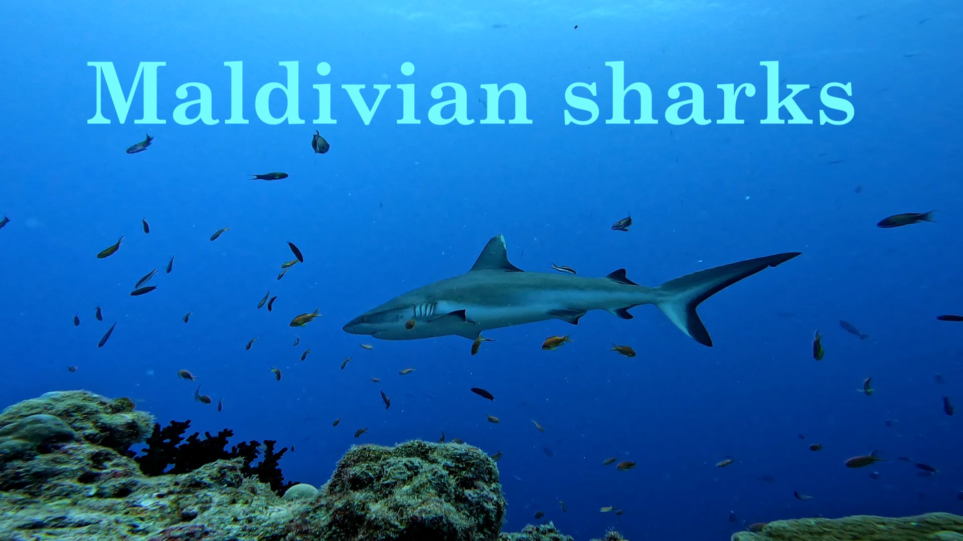 Дайвинг на Мальдивах с акулами Maldivian sharks — diving with sharks in Rasdhoo Rasdhoo atoll Дайвинг на Мальдивах с акулами Maldivian sharks — diving with sharks in Rasdhoo Rasdhoo atoll