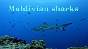 Дайвинг на Мальдивах с акулами Maldivian sharks - diving with sharks in Rasdhoo Rasdhoo atoll