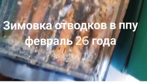 Зимовка отводков в ппу ППС, 24 февраля 26 года