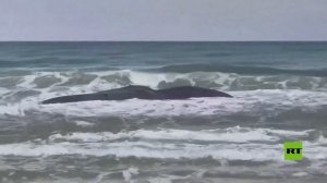 المياه تجرف حوتا نافقا مهددا بالانقراض إلى الشواطئ الإسرائيلية