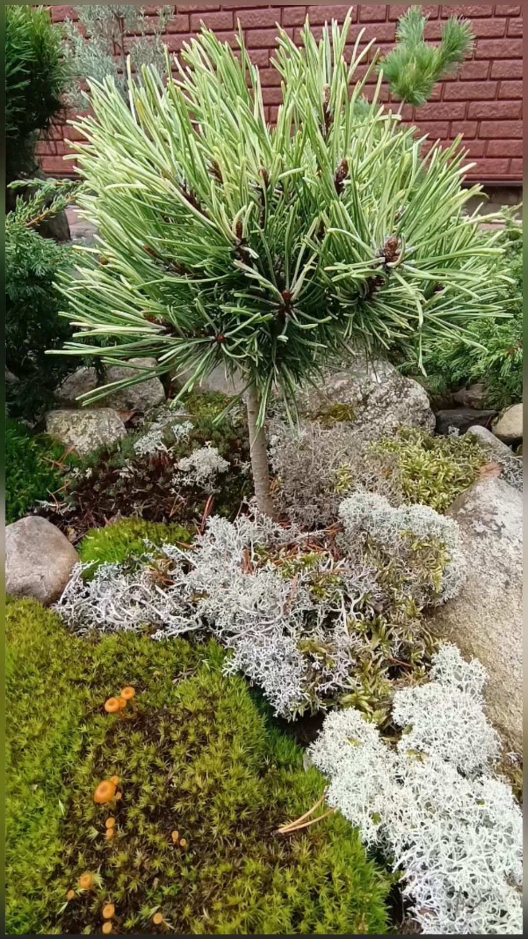 Сосна горная Милки Вей ( Pinus mugo Milky Way )