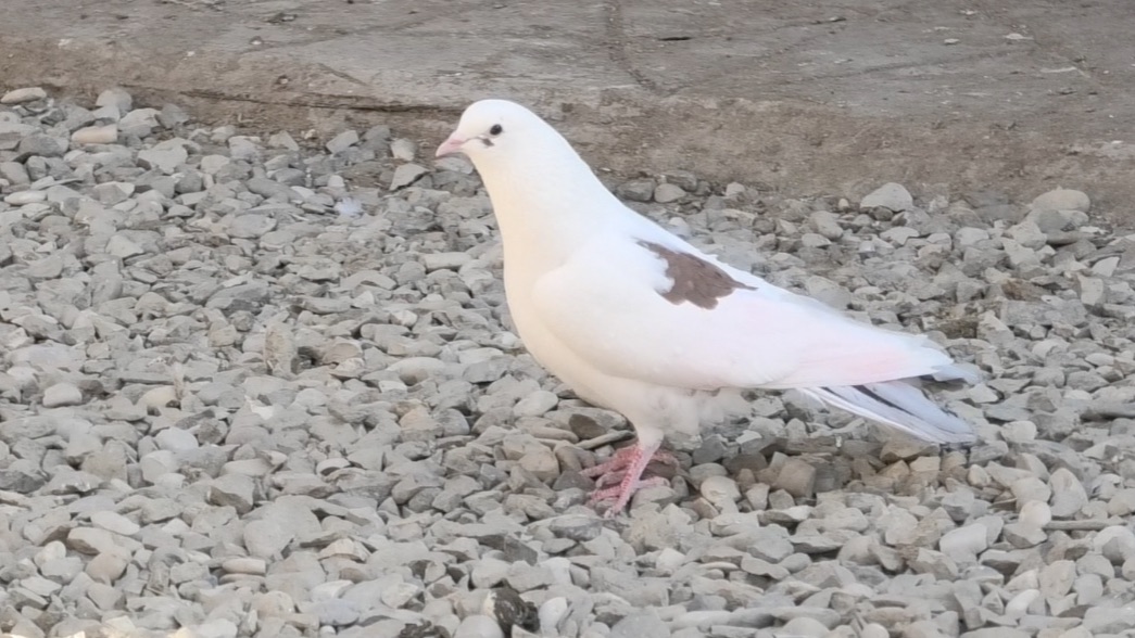 Голубятники в гостях в Астрахани! 23.02.26г смотреть онлайн