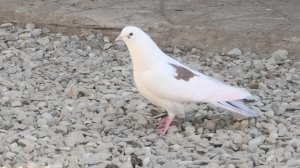 Голубятники в гостях в Астрахани! 23.02.26г