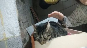 Милуемся с котиком РИКАРДО. ОН ИЩЕТ дом! Приют