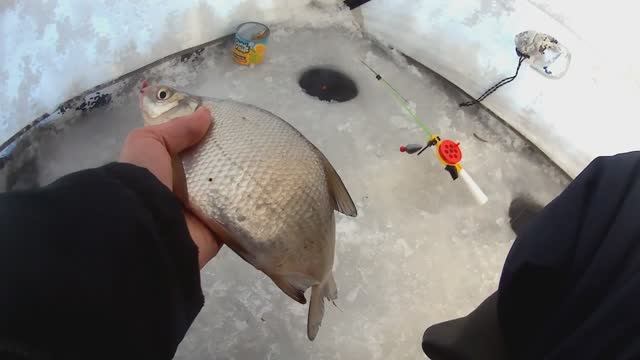 Рыбалка на Финском заливе. Отчёт за 23.02.26. Ломоносов, Угольная гавань. Лещ, плотва, колюшка, ёрш. смотреть онлайн