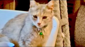 Я одела МонеЛизе красивый ошейник под ее зеленые глаза!