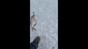 Лещ на виб. Зима 2026.#зимняярыбалка