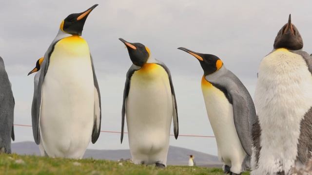 Королевский пингвин смотреть онлайн