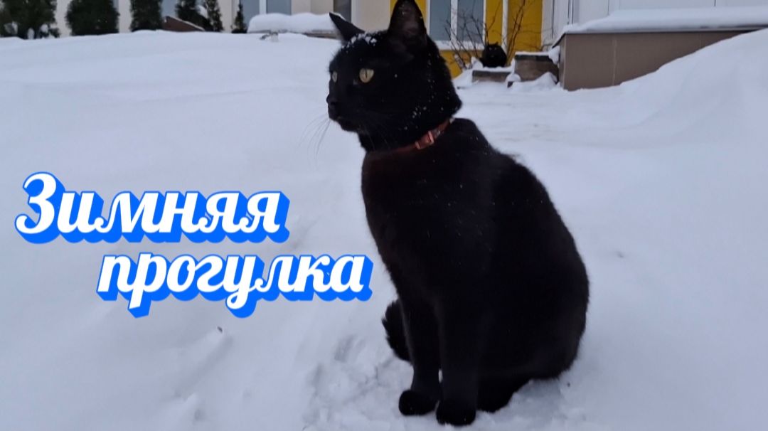 Черные коты на белом снегу: Зимняя прогулка. Кот умеет гулять сам без поводка смотреть онлайн