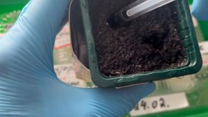 Подарок Молдовы сажаю на глубину не более 1 см.