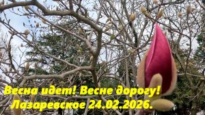 Весна идет, весне дорогу! Лазаревское 24.02. 2026.