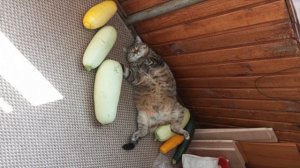 Участник №12. Екатерина Цибина - "Кабачковое"