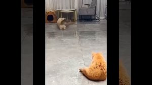 Видео от МЯУтаверс – как метавселенная, но с котами