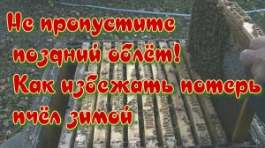 Не пропустите поздний облёт! Как избежать потерь пчёл зимой