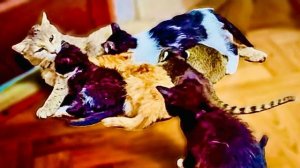 У меня просто НЕТ СЛОВ! Новый котенок не может поверить что у него есть мама, я просто умиляюсь...