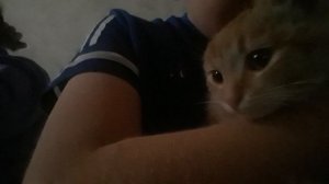 новикий котик по имни муська