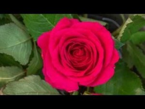 Борис Пастернак Звезды летом 3