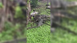 Полосатый варан,Кабарагойя.