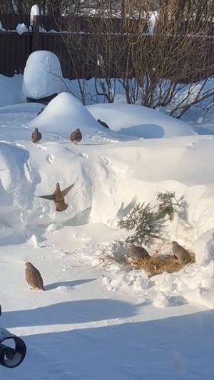 Куропатки веселятся 😅